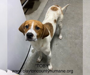 Toby - Male American Pit Bull Terrier-Great Pyrenees Mix Dog for Adoption - Photo #3