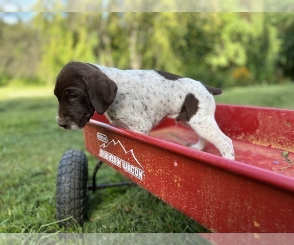 Medium Photo #2 German Shorthaired Pointer Puppy For Sale in FRONT ROYAL, VA, USA