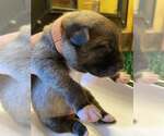 Small #1 Mutt