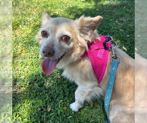 Chihuahua Dogs for adoption in Alameda, CA, USA