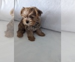 Small Photo #8 Yorkshire Terrier Puppy For Sale in ESTERO, FL, USA