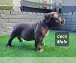 Small Photo #7 American Bully Puppy For Sale in ROCKVILLE, MD, USA