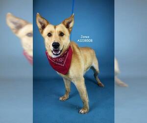 Siberian Husky-Unknown Mix Dogs for adoption in Bakersfield, CA, USA