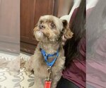 Small Photo #10 Shih-Poo Puppy For Sale in Arlington, VA, USA