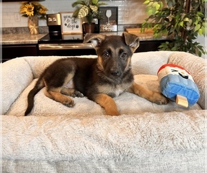 German Shepherd Dog Puppy for sale in GREENWOOD, IN, USA