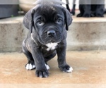 Small Photo #7 Cane Corso Puppy For Sale in MCDONOUGH, GA, USA