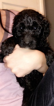 Medium Photo #2 Sheepadoodle Puppy For Sale in AUSTIN, TX, USA