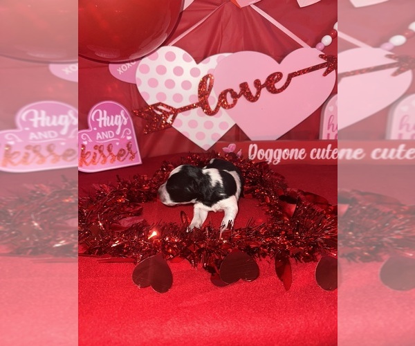 Medium Photo #2 Schnauzer (Miniature) Puppy For Sale in LAFAYETTE, LA, USA