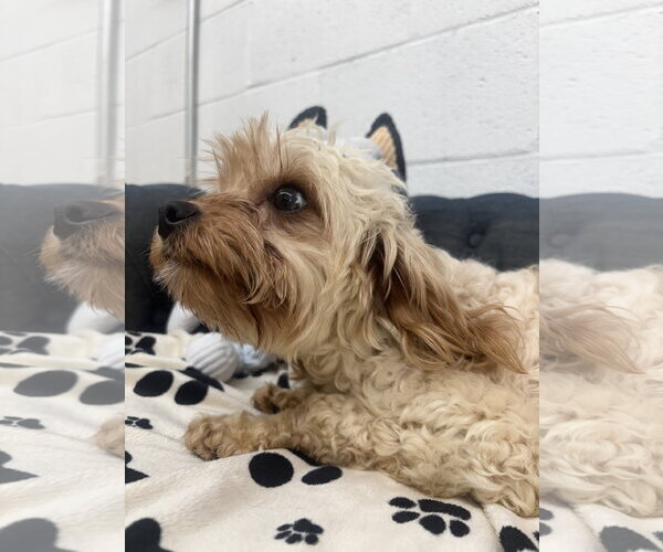 Medium Photo #3 Mutt Puppy For Sale in York, SC, USA