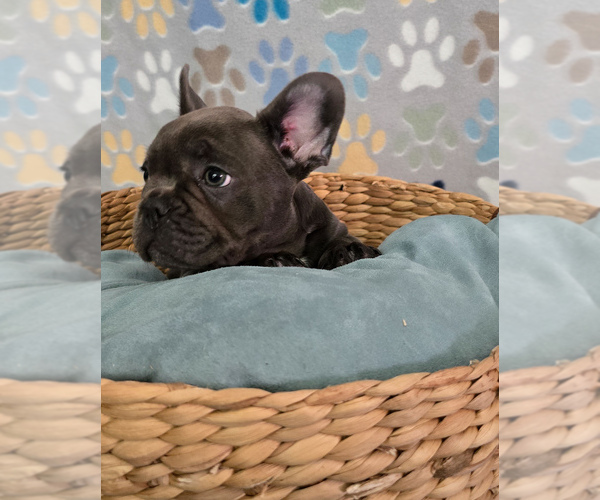 Medium Photo #3 French Bulldog Puppy For Sale in SPRING, TX, USA