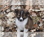 Small Photo #4 Scotch Collie Puppy For Sale in PARIS, MI, USA