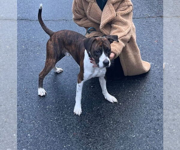 Medium Photo #1 Mutt Puppy For Sale in Miami, FL, USA