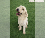 Small #1 Goldendoodle