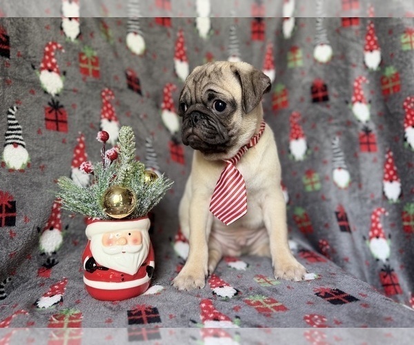 Medium Photo #4 Pug Puppy For Sale in LAKELAND, FL, USA