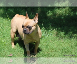 Mother of the French Bulldog puppies born on 06/25/2026