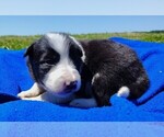 Puppy Denver Border Collie