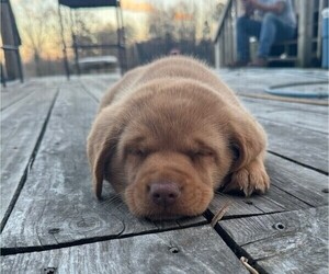 Labrador Retriever Puppy for sale in MAYSVILLE, GA, USA