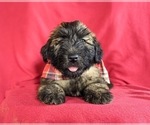 Small Photo #6 Soft Coated Wheaten Terrier Puppy For Sale in LEOLA, PA, USA