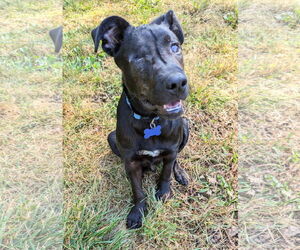 German Shepherd Dog-Unknown Mix Dogs for adoption in Coldwater, MI, USA