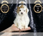 Small Photo #134 Maltipoo (Miniature) Puppy For Sale in WARSAW, IN, USA