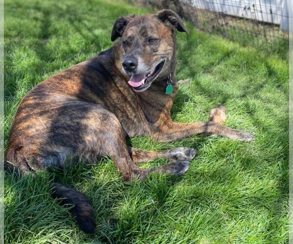 Medium Photo #4 Labrador Retriever-Plott Hound Mix Puppy For Sale in Columbus, IN, USA