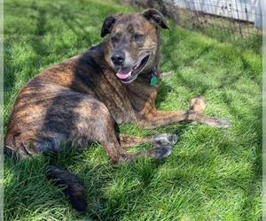 Charlie - Male Labrador Retriever-Plott Hound Mix Dog for Adoption - Photo #4