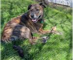 Small #3 Labrador Retriever-Plott Hound Mix
