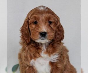 Goldendoodle (Miniature) Puppy for sale in EAST EARL, PA, USA