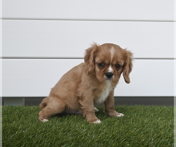 Medium Photo #2 Cavalier King Charles Spaniel Puppy For Sale in BALTIC, OH, USA