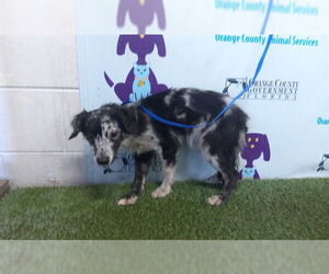 Miniature Schnauzer-Unknown Mix Dogs for adoption in Orlando, FL, USA