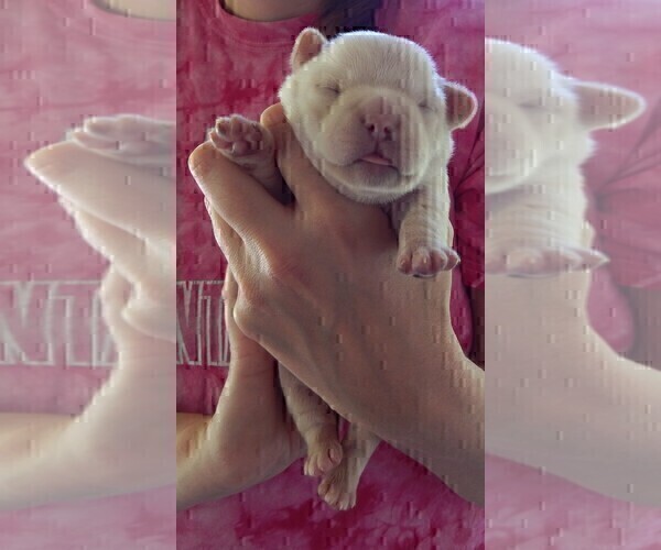 Medium Photo #70 French Bullhuahua Puppy For Sale in SPRAGGS, PA, USA