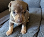 Puppy Rolo Chiweenie