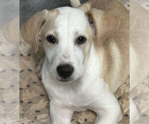 Labrador Retriever-Unknown Mix Dogs for adoption in Rockaway, NJ, USA