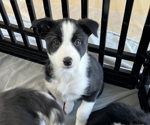 Border Collie Puppy for sale in CEDARVILLE, OH, USA