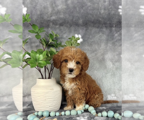 Medium Photo #2 Goldendoodle (Miniature) Puppy For Sale in INDIANAPOLIS, IN, USA