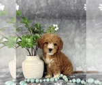 Small #1 Goldendoodle (Miniature)