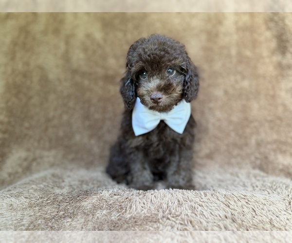 Medium Photo #2 Cavapoo (Miniature) Puppy For Sale in LAKELAND, FL, USA