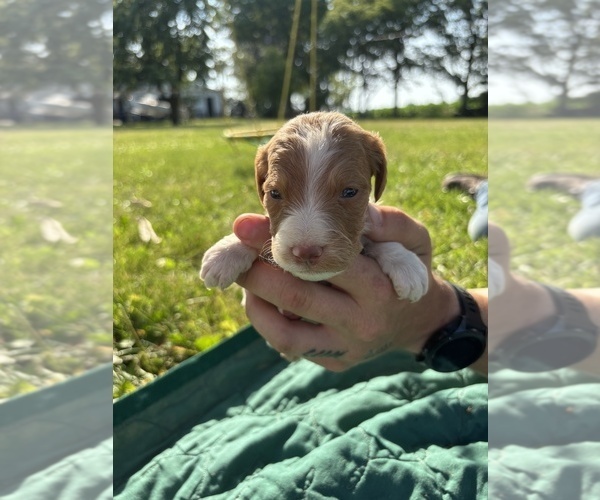 Medium Photo #6 Brittany Puppy For Sale in FISHER, IL, USA