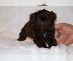 Small #14 ShihPoo