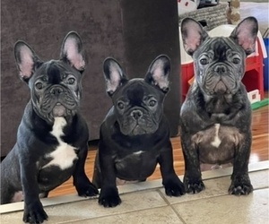 French Bulldog Puppy for sale in CINNAMINSON, NJ, USA