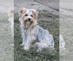 Yorkshire Terrier Puppy for sale in LITTLE ROCK, AR, USA
