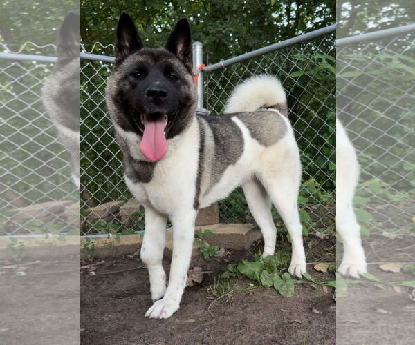 Medium Photo #11 Akita-Unknown Mix Puppy For Sale in Princeton, MN, USA