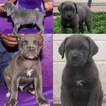 Small Photo #1 Cane Corso Puppy For Sale in TAMPA, FL, USA