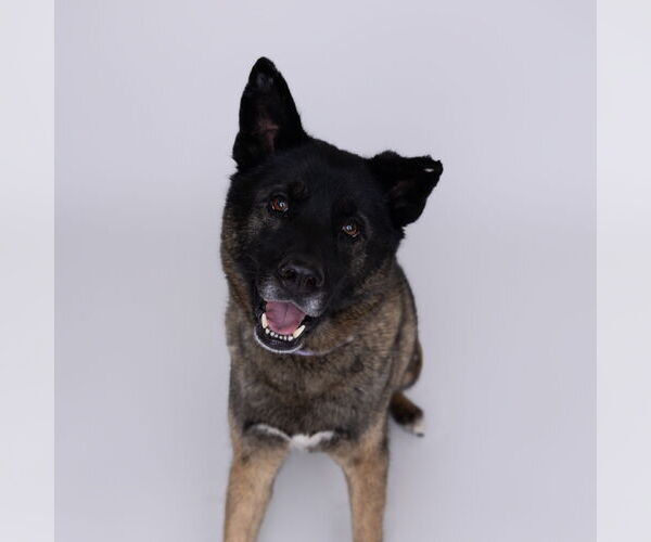 Medium Photo #1 Siberian Husky-Unknown Mix Puppy For Sale in Fargo, ND, USA