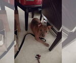 Small #3 American Staffordshire Terrier Mix