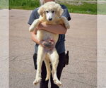 Small #3 Great Pyrenees