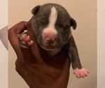 Small #18 American Pit Bull Terrier