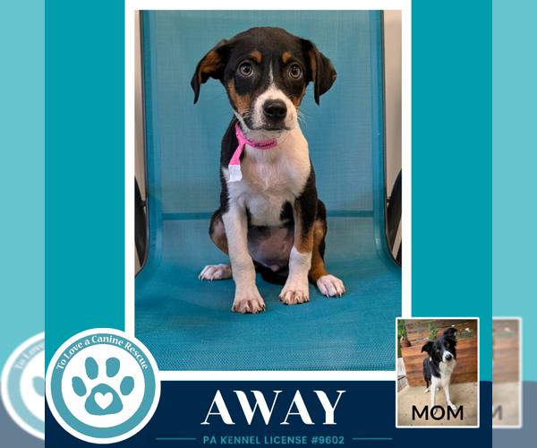 Medium Photo #4 Borador Puppy For Sale in Kimberton, PA, USA
