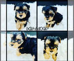 Small Photo #3 Yorkshire Terrier Puppy For Sale in SAN JACINTO, CA, USA