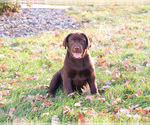 Small #4 Labrador Retriever